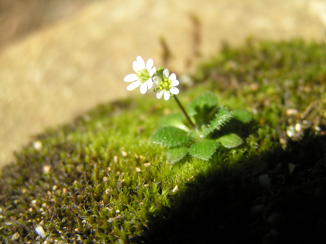 Erophila verna / Draba primaverile